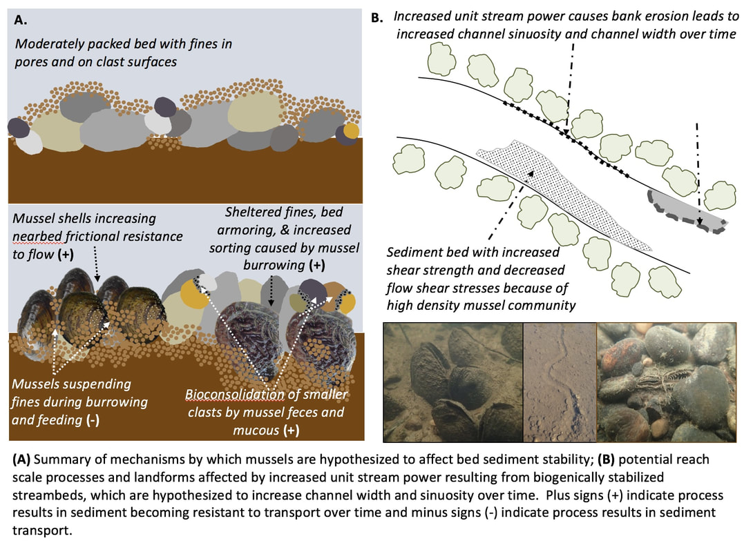 Picture conceptual diagram of the mechanisms through which mussels change the consolidation and sorting of river bed sediment