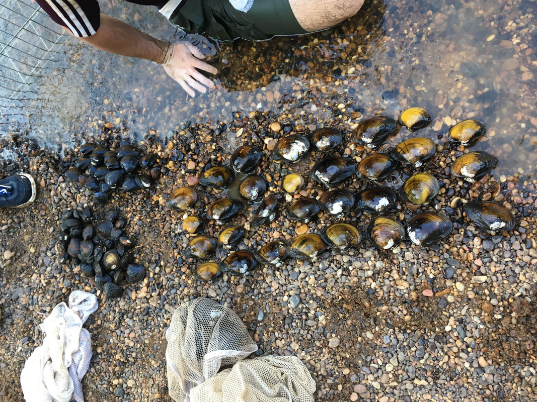 Picture mussels being counted and identified by species